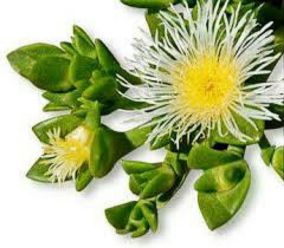 Kanna, Sceletium tortuosum 25 capsules